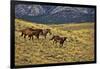 USA, Wyoming, Shell, Big Horn Mountains, Horses Running in Field-Terry Eggers-Framed Photographic Print