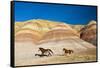 USA, Wyoming, Shell, Heard of Horses Running along the Painted Hills of the Big Horn Mountains-Terry Eggers-Framed Stretched Canvas