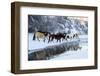 USA, Wyoming, Shell, Horses Crossing the Creek-Hollice Looney-Framed Premium Photographic Print