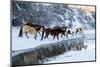 USA, Wyoming, Shell, Horses Crossing the Creek-Hollice Looney-Mounted Premium Photographic Print