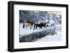 USA, Wyoming, Shell, Horses Crossing the Creek-Hollice Looney-Framed Photographic Print