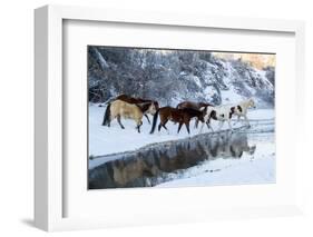 USA, Wyoming, Shell, Horses Crossing the Creek-Hollice Looney-Framed Photographic Print