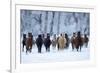 USA, Wyoming, Shell, Horses in the Cold-Hollice Looney-Framed Premium Photographic Print