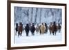 USA, Wyoming, Shell, Horses in the Cold-Hollice Looney-Framed Premium Photographic Print