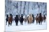 USA, Wyoming, Shell, Horses in the Cold-Hollice Looney-Mounted Premium Photographic Print