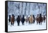 USA, Wyoming, Shell, Horses in the Cold-Hollice Looney-Framed Stretched Canvas