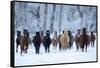 USA, Wyoming, Shell, Horses in the Cold-Hollice Looney-Framed Stretched Canvas