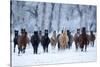 USA, Wyoming, Shell, Horses in the Cold-Hollice Looney-Stretched Canvas