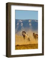 USA, Wyoming, Shell, Horses Running along the Red Rock hills of the Big Horn Mountains-Terry Eggers-Framed Photographic Print