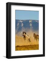 USA, Wyoming, Shell, Horses Running along the Red Rock hills of the Big Horn Mountains-Terry Eggers-Framed Photographic Print