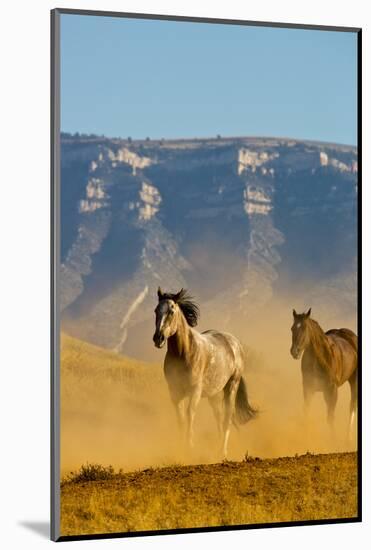 USA, Wyoming, Shell, Horses Running along the Red Rock hills of the Big Horn Mountains-Terry Eggers-Mounted Photographic Print