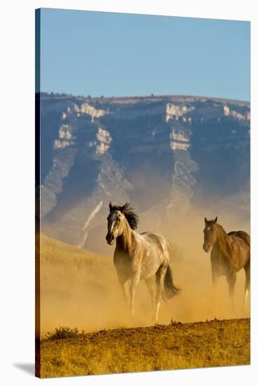 USA, Wyoming, Shell, Horses Running along the Red Rock hills of the Big Horn Mountains-Terry Eggers-Stretched Canvas