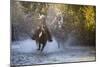 USA, Wyoming, Shell, The Hideout Ranch, Cowboy and Cowgirl on Horseback Running through the River-Hollice Looney-Mounted Photographic Print