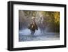 USA, Wyoming, Shell, The Hideout Ranch, Cowboy and Cowgirl on Horseback Running through the River-Hollice Looney-Framed Photographic Print