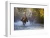 USA, Wyoming, Shell, The Hideout Ranch, Cowboy and Cowgirl on Horseback Running through the River-Hollice Looney-Framed Photographic Print