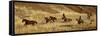 Usa, Wyoming, Shell, The Hideout Ranch, Cowboys Drive the Horses through the Hills-null-Framed Stretched Canvas