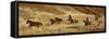Usa, Wyoming, Shell, The Hideout Ranch, Cowboys Drive the Horses through the Hills-null-Framed Stretched Canvas