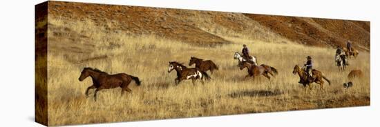 Usa, Wyoming, Shell, The Hideout Ranch, Cowboys Drive the Horses through the Hills-null-Stretched Canvas