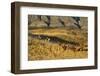 Usa, Wyoming, Shell, The Hideout Ranch, Cowboys Driving the Horses Through the Hills-Hollice-Framed Photographic Print