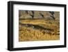 Usa, Wyoming, Shell, The Hideout Ranch, Cowboys Driving the Horses Through the Hills-Hollice-Framed Photographic Print