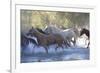 USA, Wyoming, Shell, The Hideout Ranch, Herd of Horses Cross the River-Hollice Looney-Framed Photographic Print