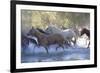 USA, Wyoming, Shell, The Hideout Ranch, Herd of Horses Cross the River-Hollice Looney-Framed Photographic Print