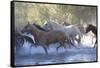 USA, Wyoming, Shell, The Hideout Ranch, Herd of Horses Cross the River-Hollice Looney-Framed Stretched Canvas