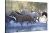 USA, Wyoming, Shell, The Hideout Ranch, Herd of Horses Cross the River-Hollice Looney-Stretched Canvas