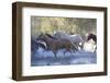USA, Wyoming, Shell, The Hideout Ranch, Herd of Horses Cross the River-Hollice Looney-Framed Photographic Print