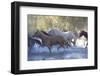 USA, Wyoming, Shell, The Hideout Ranch, Herd of Horses Cross the River-Hollice Looney-Framed Photographic Print