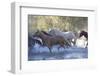 USA, Wyoming, Shell, The Hideout Ranch, Herd of Horses Cross the River-Hollice Looney-Framed Photographic Print