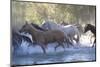 USA, Wyoming, Shell, The Hideout Ranch, Herd of Horses Cross the River-Hollice Looney-Mounted Photographic Print