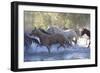 USA, Wyoming, Shell, The Hideout Ranch, Herd of Horses Cross the River-Hollice Looney-Framed Photographic Print