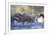 USA, Wyoming, Shell, The Hideout Ranch, Herd of Horses Cross the River-Hollice Looney-Framed Photographic Print