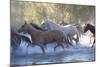 USA, Wyoming, Shell, The Hideout Ranch, Herd of Horses Cross the River-Hollice Looney-Mounted Photographic Print