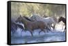 USA, Wyoming, Shell, The Hideout Ranch, Herd of Horses Cross the River-Hollice Looney-Framed Stretched Canvas