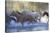 USA, Wyoming, Shell, The Hideout Ranch, Herd of Horses Cross the River-Hollice Looney-Stretched Canvas