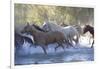 USA, Wyoming, Shell, The Hideout Ranch, Herd of Horses Cross the River-Hollice Looney-Framed Photographic Print