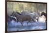 USA, Wyoming, Shell, The Hideout Ranch, Herd of Horses Cross the River-Hollice Looney-Framed Photographic Print