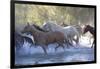 USA, Wyoming, Shell, The Hideout Ranch, Herd of Horses Cross the River-Hollice Looney-Framed Photographic Print