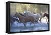 USA, Wyoming, Shell, The Hideout Ranch, Herd of Horses Cross the River-Hollice Looney-Framed Stretched Canvas