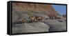 USA, Wyoming, Shell, The Hideout Ranch, Horses Walking the Hillside-Hollice Looney-Framed Stretched Canvas