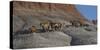 USA, Wyoming, Shell, The Hideout Ranch, Horses Walking the Hillside-Hollice Looney-Stretched Canvas