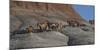 USA, Wyoming, Shell, The Hideout Ranch, Horses Walking the Hillside-Hollice Looney-Mounted Photographic Print