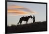 USA, Wyoming, Shell, The Hideout Ranch, Silhouette of Cowgirl with Horse at Sunset-Hollice Looney-Framed Photographic Print