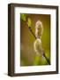 USA, Wyoming, Snowy Range. Willow stem with buds.-Jaynes Gallery-Framed Photographic Print