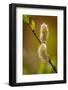 USA, Wyoming, Snowy Range. Willow stem with buds.-Jaynes Gallery-Framed Photographic Print