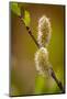 USA, Wyoming, Snowy Range. Willow stem with buds.-Jaynes Gallery-Mounted Photographic Print