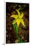 USA, Wyoming, Snowy Range. Yellow avalanche lily close-up.-Jaynes Gallery-Framed Photographic Print