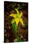 USA, Wyoming, Snowy Range. Yellow avalanche lily close-up.-Jaynes Gallery-Stretched Canvas